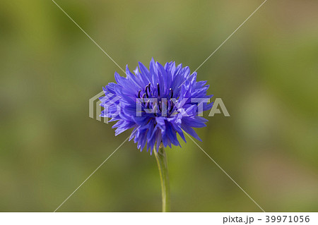 ヤグルマギク ヤグルマギク 39971056