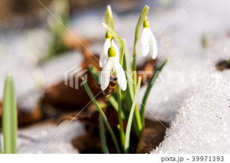 snowdrop in the snow in early spring 39971393