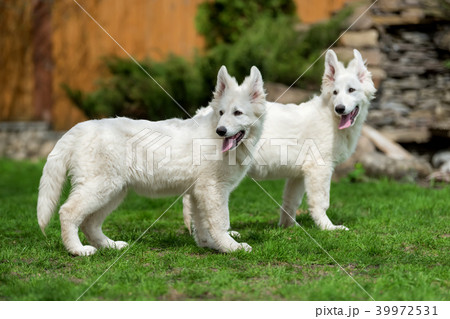 Berger Blanc Suisse White german shepherd poppy Berger Blanc Suisse White german shepherd poppy 39972531