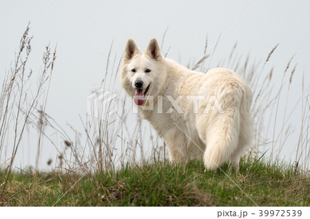 Berger Blanc Suisse White german shepherd Berger Blanc Suisse White german shepherd 39972539