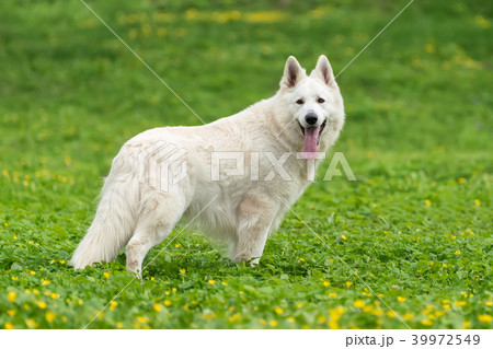 Berger Blanc Suisse White german shepherd 39972549
