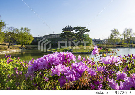 風景 花 木 39972612