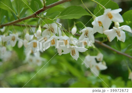 エゴノキの花 エゴノキの花 39972672