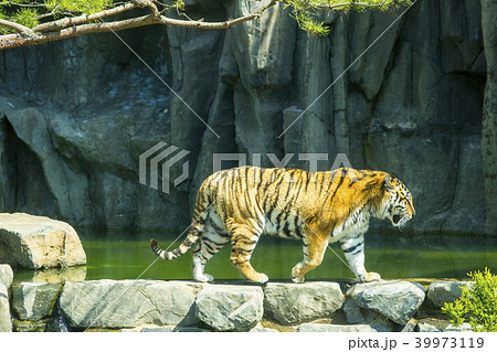ソウル大公園 虎 果川市 39973119