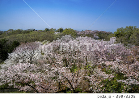 六道山公園展望台からの桜 39973208