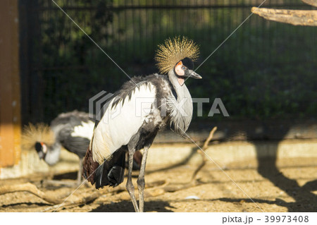 ソウル大公園 果川市 鳥 39973408