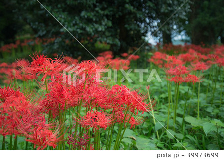 彼岸花　満開　七ツ森古墳群 39973699