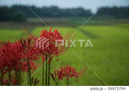 彼岸花　満開　七ツ森古墳群 39973704