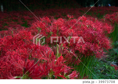 彼岸花　満開　七ツ森古墳群 39973708