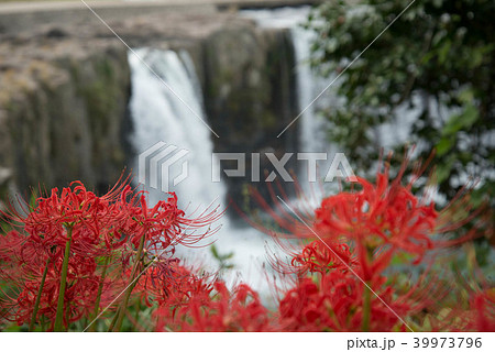 原尻の滝　彼岸花 39973796