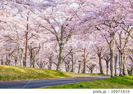 満開の桜　お花見 39973816