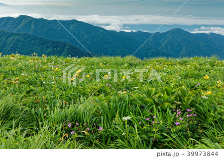 高山植物咲く飯豊連峰・御西岳付近から種蒔山付近の稜線を望む 39973844