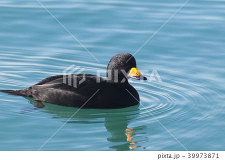 クロガモ 39973871
