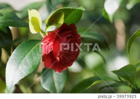 Japanese camellia Japanese camellia 39973925