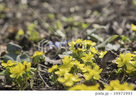 First spring flowers. First bees and bumblebees. Flowering of yellow Eranthis, last year's foliage 39973993