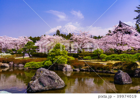 桜満開の大石寺庭園と富士山の写真素材
