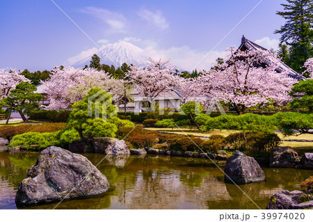 桜満開の大石寺庭園と富士山 39974020
