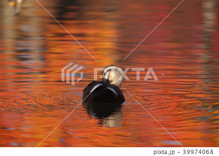 紅葉とカルガモ 紅葉とカルガモ 39974068