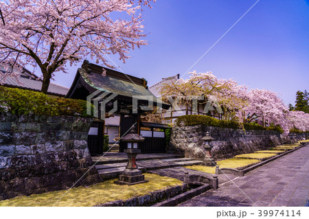桜吹雪 大石寺の境内の写真素材