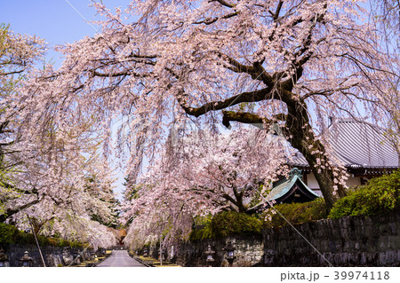 桜吹雪 大石寺の境内の写真素材