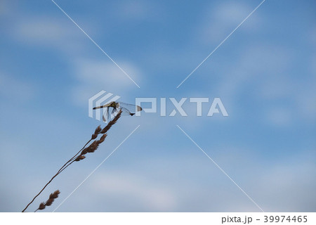 青空とトンボ 青空とトンボ 39974465