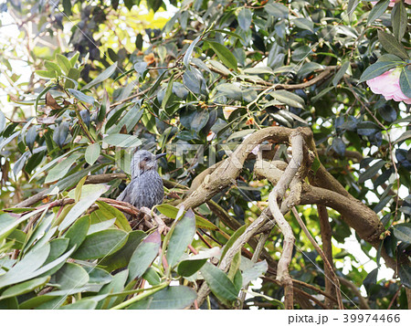 花とひよどり(木の中） 39974466