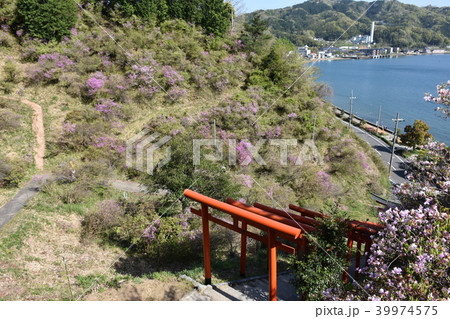 獅子崎稲荷神社 鳥居 雪舟観展望台 天橋立の写真素材