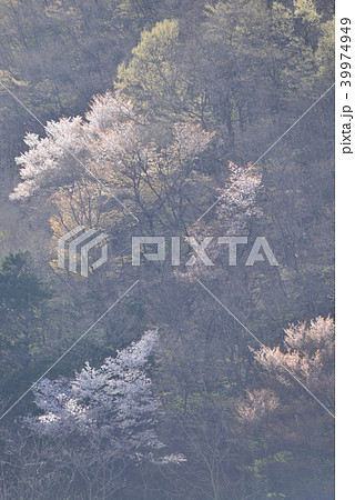春のイメージ・春霞の山桜 春のイメージ・春霞の山桜 39974949