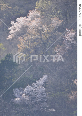 春のイメージ・春霞の山桜 39974950