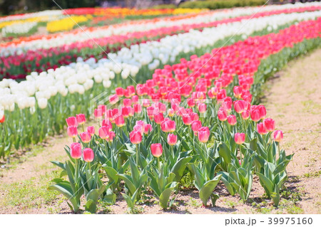 春の花壇　チューリップの花 39975160
