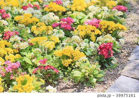 春の花壇 プリムラの花の写真素材