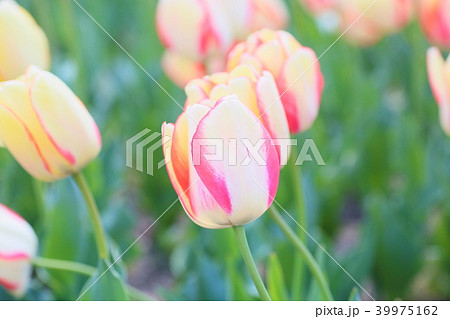 春の花壇　チューリップの花 39975162