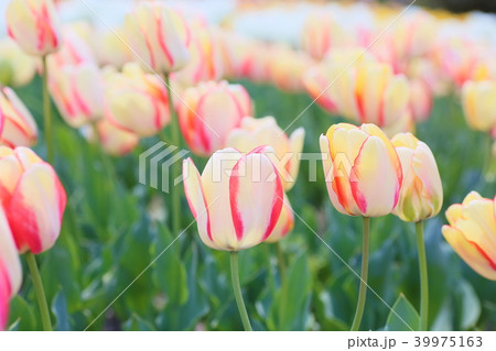 春の花壇　チューリップの花 39975163