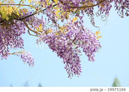 フジの花満開 39975166