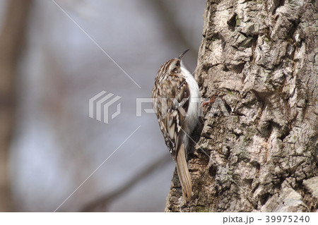 幹にへばりつく小鳥 キバシリ 幹にへばりつく小鳥 キバシリ 39975240