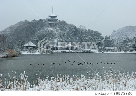 神奈川県横浜市 三溪園 雪 神奈川県横浜市 三溪園 雪 39975336