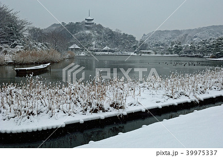 神奈川県横浜市　三溪園　雪 39975337