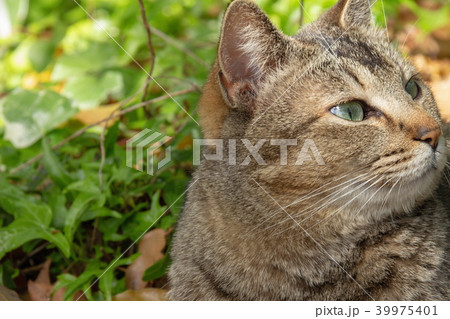 庭の猫 39975401