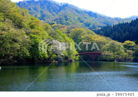 春の碓氷湖 39975405