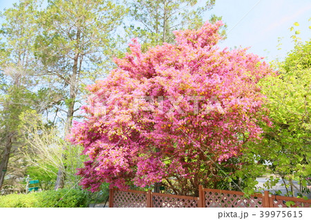 ベニバナトキワマンサク満開 39975615