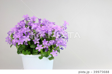 ベルフラワー 紫花 紫草花 春の花の写真素材