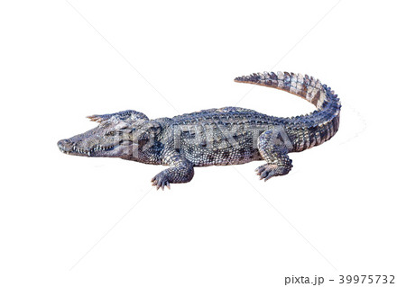 Crocodile isolated white background. Crocodile isolated white background. 39975732