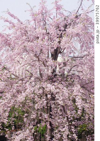 八重枝垂れ桜 八重枝垂れ桜 39975762
