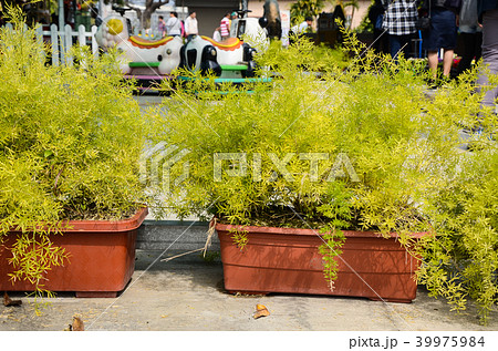 盆栽 ボンサイ 鉢植 39975984