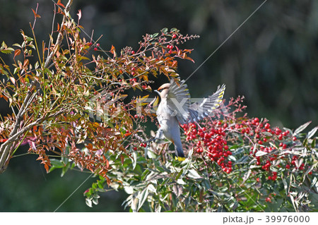 キレンジャク キレンジャク 39976000