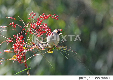 キレンジャク 39976001