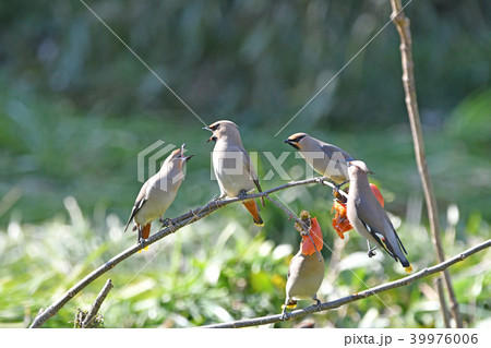 キレンジャク 39976006