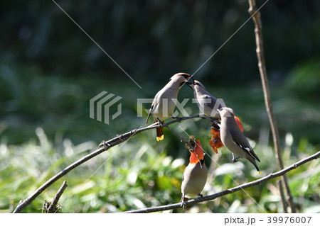 キレンジャク 39976007