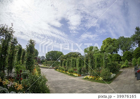 横浜散歩 港の見える丘公園の風景 横浜散歩 港の見える丘公園の風景 39976165