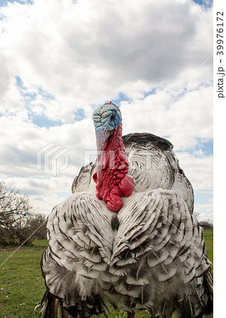 turkey male or gobbler closeup on the cloudy sky background turkey male or gobbler closeup on the cloudy sky background 39976172